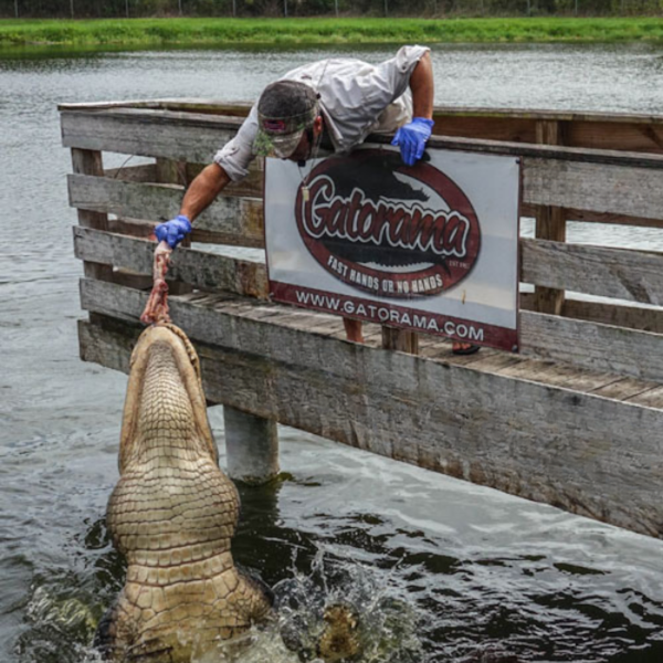 Gatorama